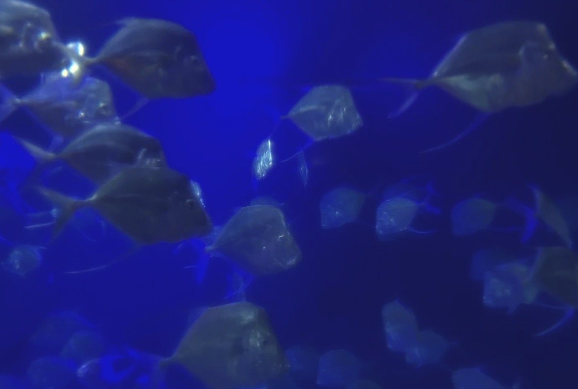 Blue Aquarium